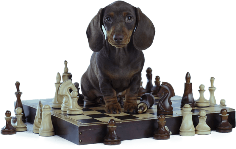 Dog chess