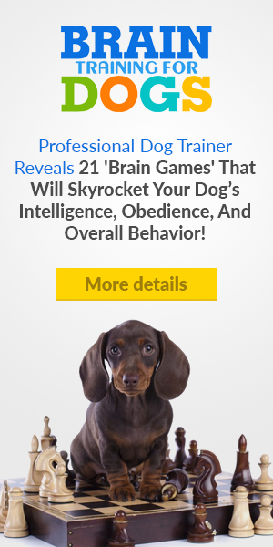 dog training course