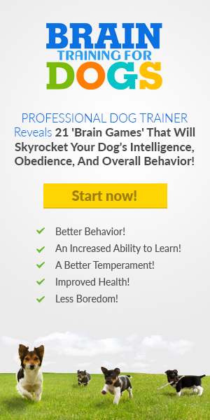 Dog Training Course