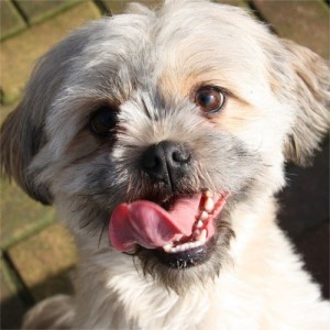 A happy looking dog