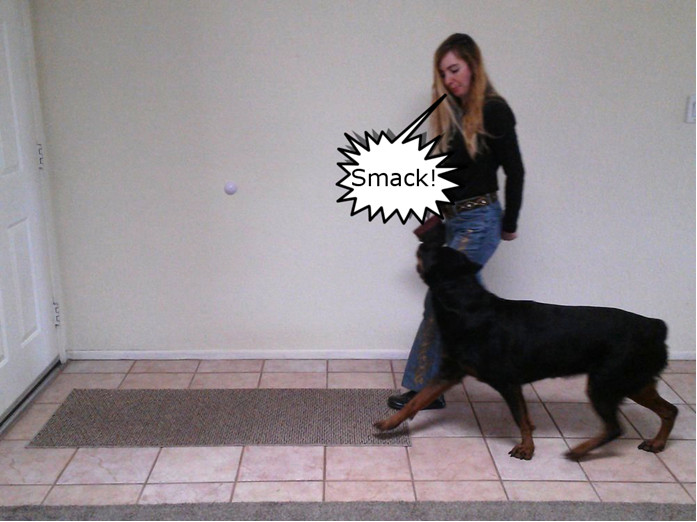 Smacking Sound Teach Your Dog Heel/Attention Heeling