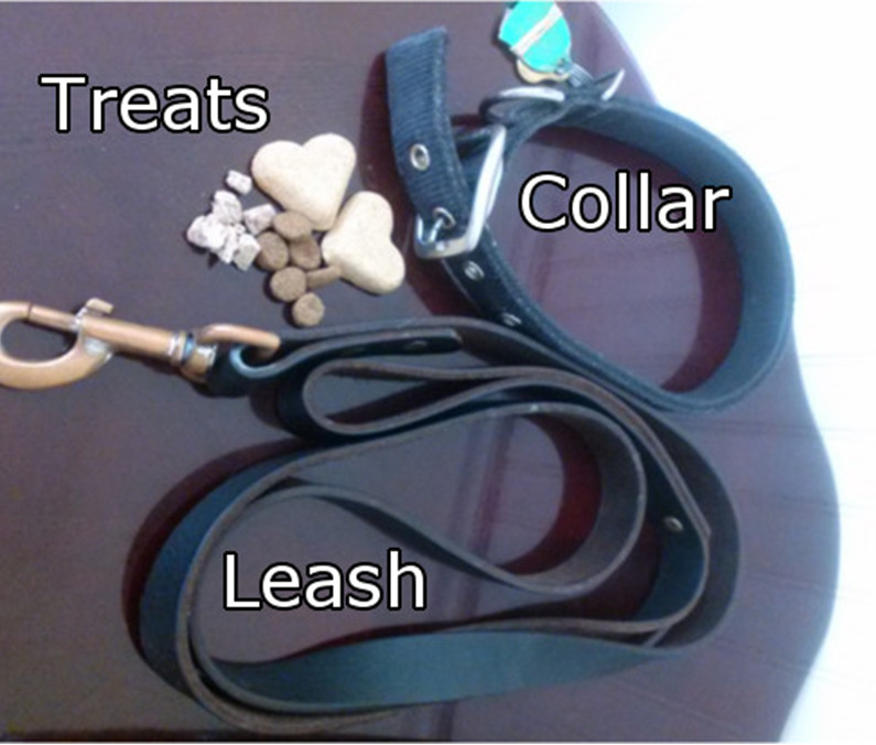 Teach Your Dog Heel/Attention Heeling