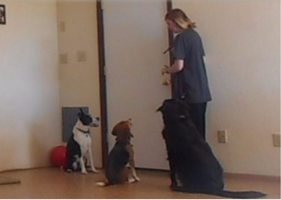 10-impulse-control-games-for-dogs-brain-training-for-dogs